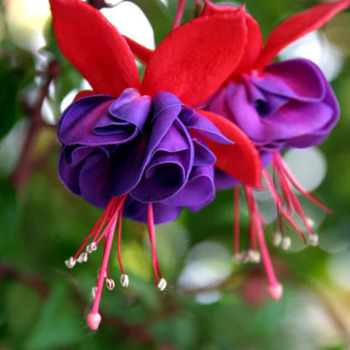 Traditionssorte Fuchsie Blumensamen zur Aussaat duftend Blüten Traditionssorte & ohne Gentechnik Samen Hausgarten