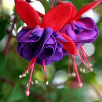 Traditionssorte Fuchsie Blumensamen zur Aussaat duftend Blüten Traditionssorte & ohne Gentechnik Samen Hausgarten