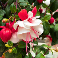 Rot Weiß Fuchsie Samen Blumensamen zur Aussaat – Halbschatten verträglich – Traditionssorte & ohne Gentechnik Samen Hausgarten
