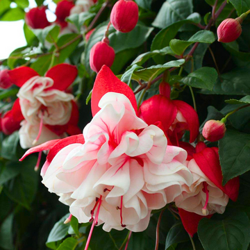 Fuchsia blume samen for anpflanzung - easy to grow, heirloom & gmo free samen for home garten
 
 sale for anpflanzung in home garten