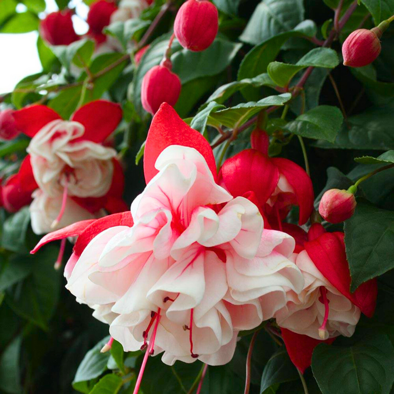 Fuchsia blume samen for anpflanzung - easy to grow, heirloom & gmo free samen for home garten
 
 sale for anpflanzung in home garten