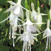 Fuchsie Blumensamen zur Aussaat – Grün & Weiß Sorte