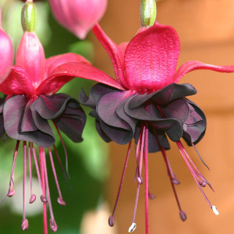 Schwarz fuchsia blume samen for anpflanzung - bright blooms, heirloom & gmo free samen for home garten
 
 sale for anpflanzung in home garten