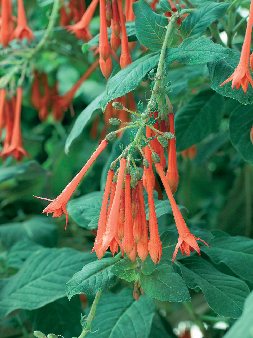 Orange Blau Fuchsie Hybrida Blumensamen zur Aussaat farbenfroh Schau Traditionssorte & ohne Gentechnik Samen Hausgarten