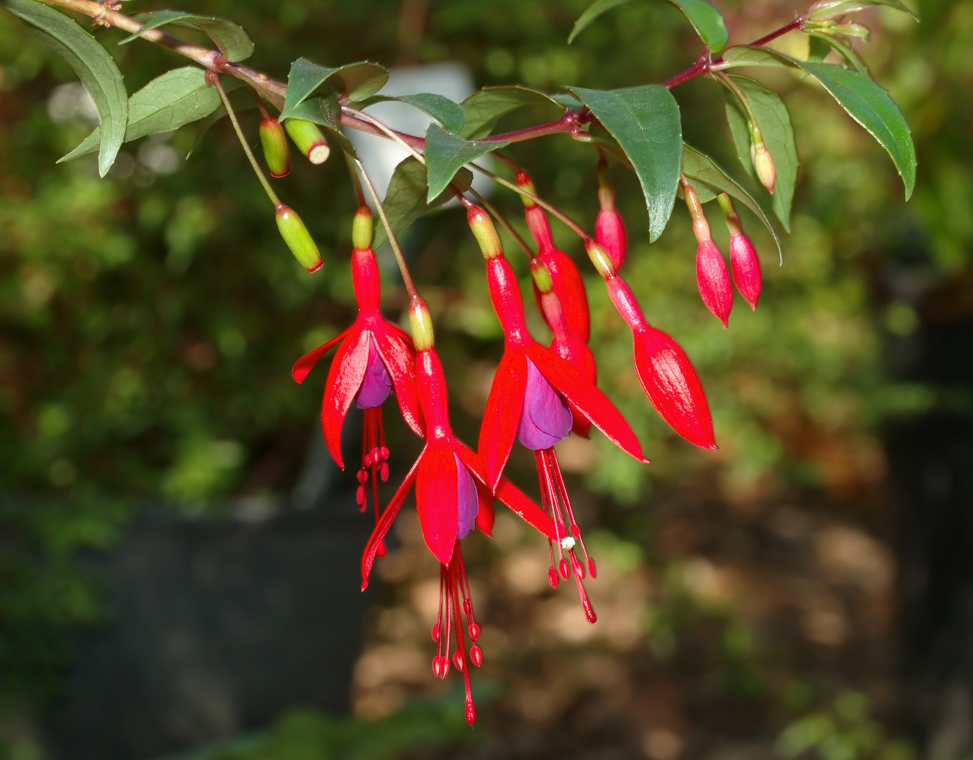 dunkel Blau Rot Fuchsie Blumensamen zur Aussaat duftend Blüten Traditionssorte & ohne Gentechnik Samen Hausgarten