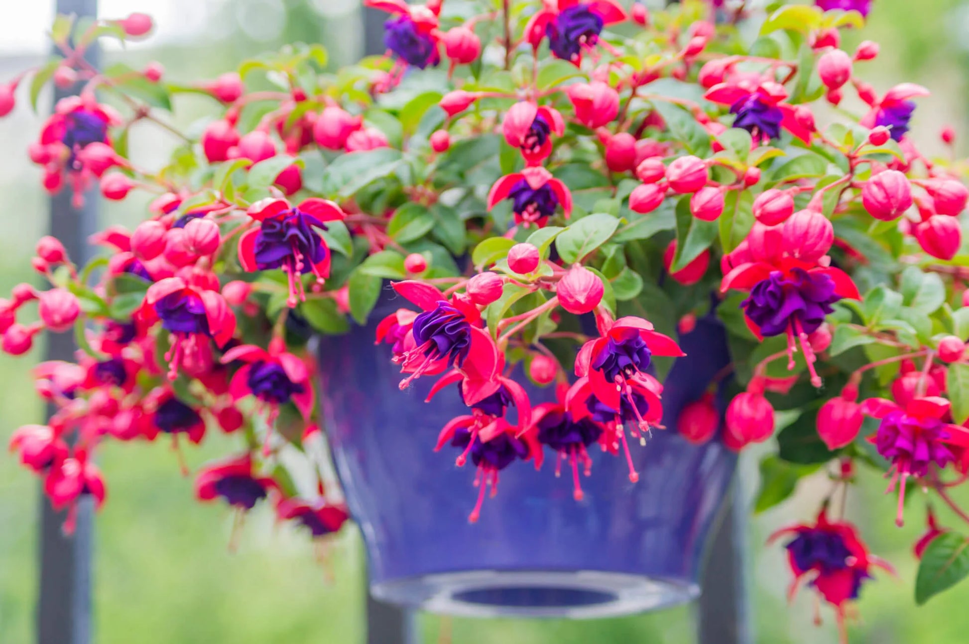 Lanterna Blumen Semi Fuchsie hängend Blumen