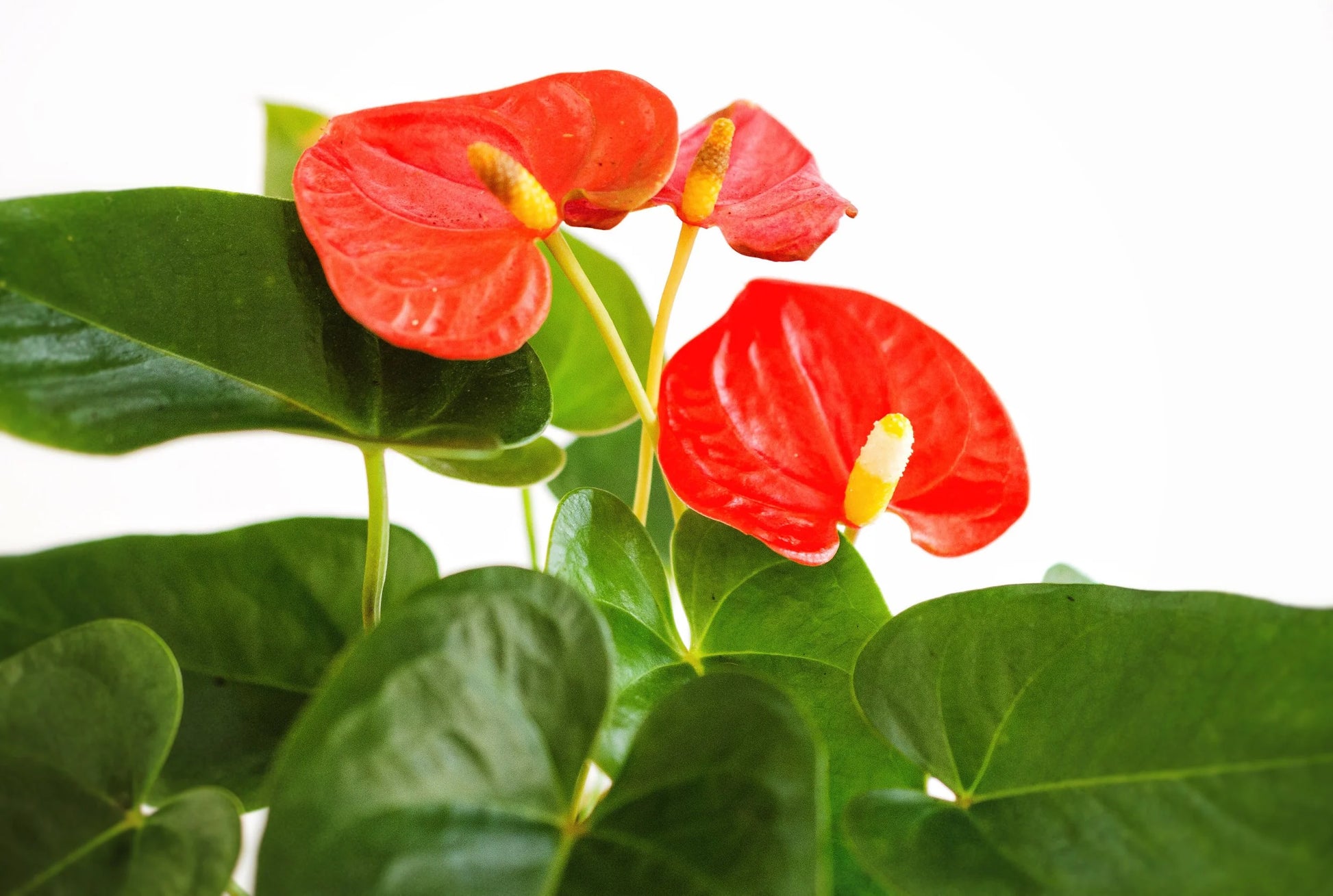 Grün Rot Flamingoblume Blumensamen zur Aussaat – Wildblume Mischung – Traditionssorte & ohne Gentechnik Samen Hausgarten