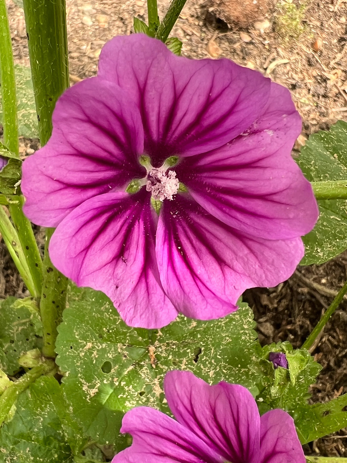 Mallow blume samen for anpflanzung - perfect for borders, heirloom & gmo free samen for home garten
 
 sale samen for home garten