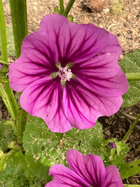 Mallow blume samen for anpflanzung - perfect for borders, heirloom & gmo free samen for home garten
 
 sale samen for home garten