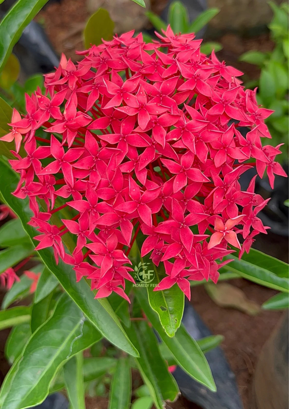 Ixora Rot Blumensamen zur Aussaat leuchtend Blüten für Ihren Garten