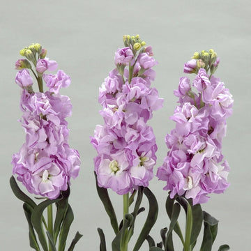 Lila Levkoje Incana Samen Blumensamen zur Aussaat Anzucht Traditionssorte & ohne Gentechnik Samen Hausgarten