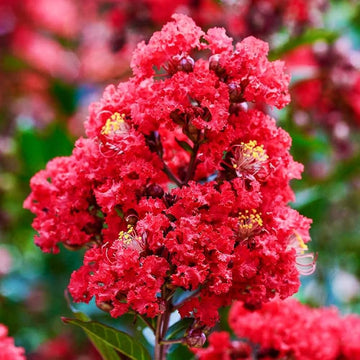 Crepe Myrtle Blumensamen zur Aussaat – hochwertige Qualitäts- – Traditionssorte & ohne Gentechnik Samen Hausgarten