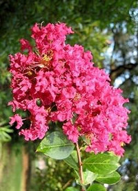 Crepe Myrtle Blumensamen zur Aussaat – hochwertige Qualitäts- – Traditionssorte & ohne Gentechnik Samen Hausgarten