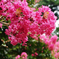 Lagerstroemia Indica Crape Blumensamen zur Aussaat Landhaus Garten wichtig Traditionssorte & ohne Gentechnik Samen Hausgarten