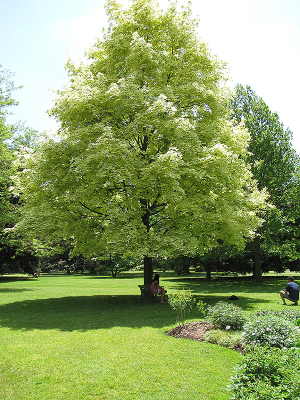 Drummondii Blumensamen zur Aussaat – lang Blüte Saison – Traditionssorte & ohne Gentechnik Samen Hausgarten