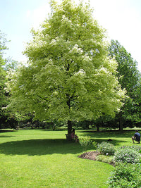 Drummondii Blumensamen zur Aussaat – lang Blüte Saison – Traditionssorte & ohne Gentechnik Samen Hausgarten