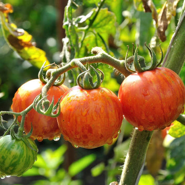 Orange Turkish Gemüse Samen zum Pflanzen
