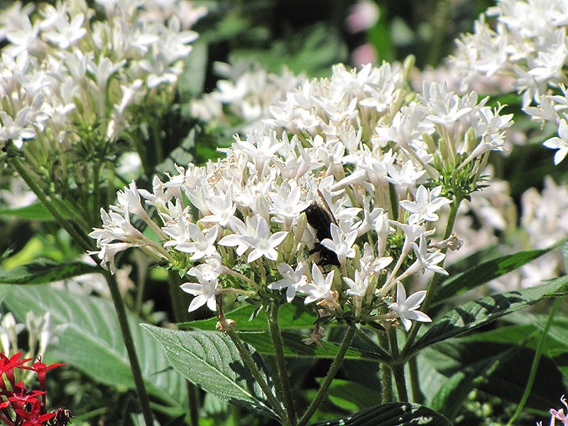 Weiß Pentas Starla Blume Aussaat – Samen Brightening Garten Blüten