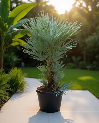 Grün Humilis Silver Blumensamen zur Aussaat – Drought verträglich – Traditionssorte & ohne Gentechnik Samen Hausgarten