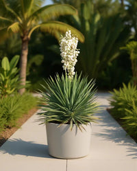 Weiß Yucca Filamentosa Blumensamen zur Aussaat farbenfroh Schau Traditionssorte & ohne Gentechnik Samen Hausgarten