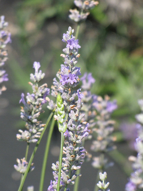 Provence Lavendel Blumensamen zur Aussaat robust Sorte Traditionssorte & ohne Gentechnik Samen Hausgarten