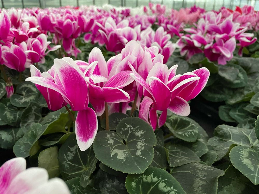 Lila Alpenveilchen Blumensamen zur Aussaat – lang Blüte Saison – Traditionssorte & ohne Gentechnik Samen Hausgarten