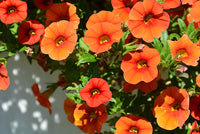 Orange Calibrachoa Blumensamen zur Aussaat – robust Sorte – Traditionssorte & ohne Gentechnik Samen Hausgarten