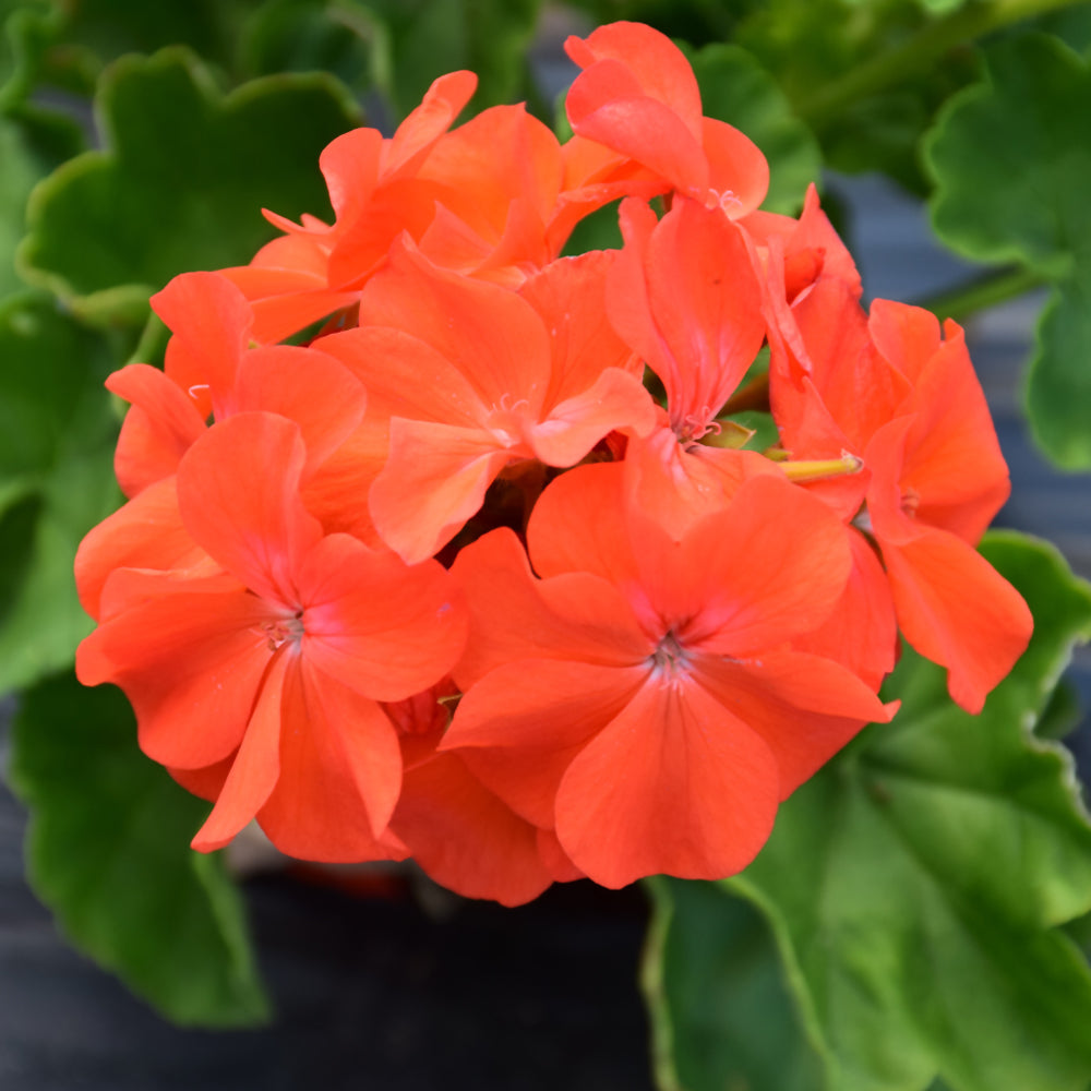 Orange geranium blume samen for anpflanzung - vibrant colors, heirloom & gmo free samen for home garten
 
 sale for anpflanzung in home garten