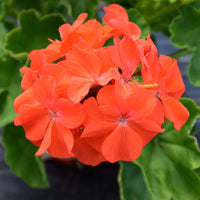 Orange geranium blume samen for anpflanzung - vibrant colors, heirloom & gmo free samen for home garten
 
 sale for anpflanzung in home garten