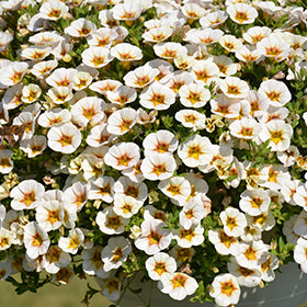 Weiß Gelb Frostfire Blumensamen zur Aussaat – robust Sorte – Traditionssorte & ohne Gentechnik Samen Hausgarten