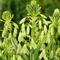 Galtonia Viridiflora Blumensamen zur Aussaat – lang Blüte Saison – Traditionssorte & ohne Gentechnik Samen Hausgarten