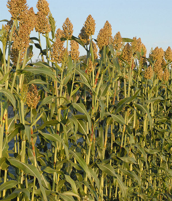 Rot Sorghum Gemüse Samen zum Pflanzen