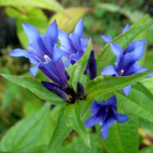 Blau Gentian Blumensamen zur Aussaat – duftend Blüten – Traditionssorte & ohne Gentechnik Samen Hausgarten