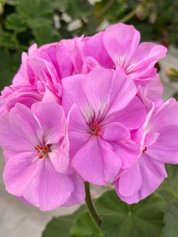 Geranie Rosa Blume Samen zur Aussaat a leuchtend Garten