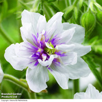 Violett & Weiß Geraniums Blumensamen zur Aussaat – leuchtend Blüten – Traditionssorte & ohne Gentechnik Samen Hausgarten