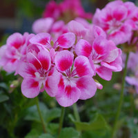 Pfirsichfarben Geranie Pelargonium Blumensamen zur Aussaat – robust Sorte – Traditionssorte & ohne Gentechnik Samen Hausgarten