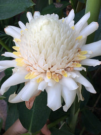 Weiß Etlingera Elatior Blumensamen zur Aussaat tropisch Schönheit