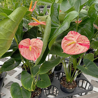 Anthurium (anthurium bonsai) samen for anpflanzung in home garten