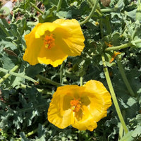 Glaucium Flavum Blumensamen zur Aussaat saisonal Dauerblüher Traditionssorte & ohne Gentechnik Samen Hausgarten
