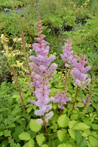 Astilbe (astilbe pumila) samen for anpflanzung in home garten