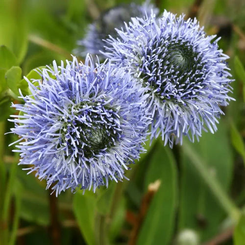 Globularia Blumensamen zur Aussaat sonnenliebend Traditionssorte & ohne Gentechnik Samen Hausgarten