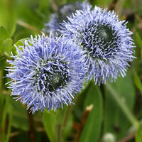 Globularia Blumensamen zur Aussaat sonnenliebend Traditionssorte & ohne Gentechnik Samen Hausgarten