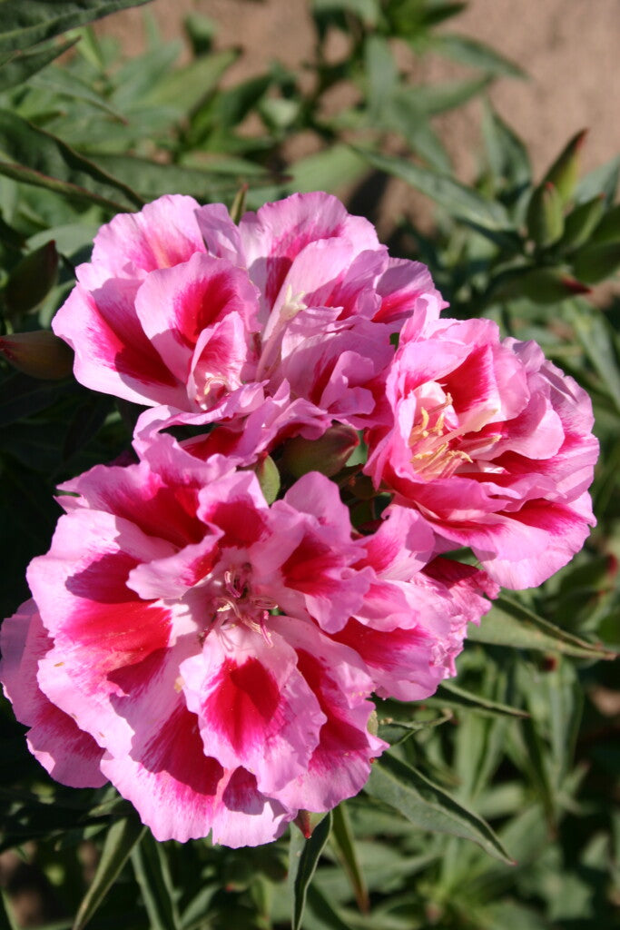 Godetia Blumensamen zur Aussaat robust Sorte Traditionssorte & ohne Gentechnik Samen Hausgarten