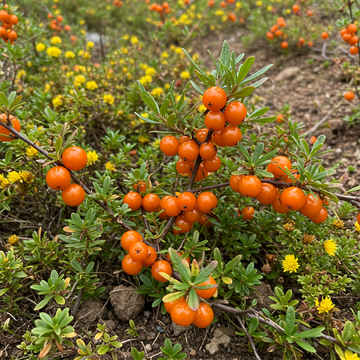 Goumi Beeren Pflanzensamen – Robuste Sorte, Hohe Keimrate, Ideal für Hausgärten
