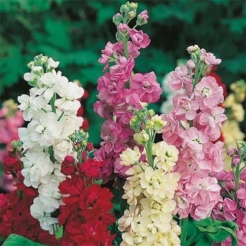 Mischung Levkoje Incana Blumensamen zur Aussaat saisonal Dauerblüher Traditionssorte & ohne Gentechnik Samen Hausgarten