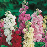 Mischung Levkoje Incana Blumensamen zur Aussaat saisonal Dauerblüher Traditionssorte & ohne Gentechnik Samen Hausgarten