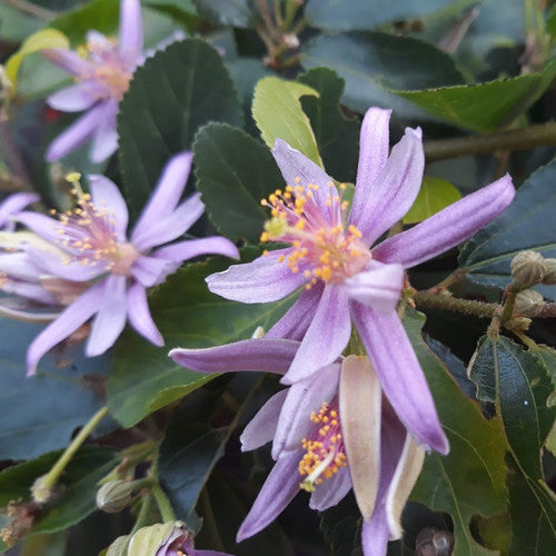Grewia Blumensamen zur Aussaat – leuchtend Blüten – Traditionssorte & ohne Gentechnik Samen Hausgarten