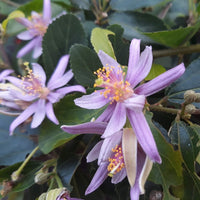 Grewia Blumensamen zur Aussaat – leuchtend Blüten – Traditionssorte & ohne Gentechnik Samen Hausgarten