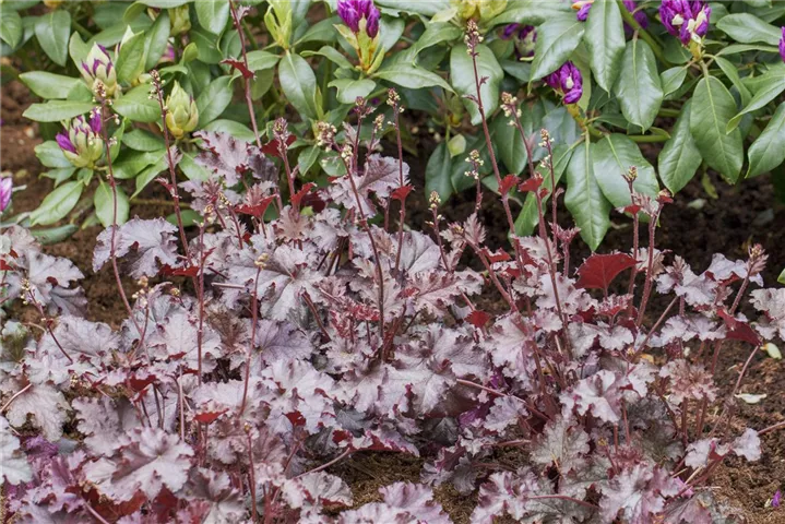 Gemischt Heuchera Micrantha Blumensamen zur Aussaat – farbenfroh Schau – Traditionssorte & ohne Gentechnik Samen Hausgarten