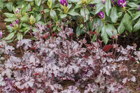 Gemischt Heuchera Micrantha Blumensamen zur Aussaat – farbenfroh Schau – Traditionssorte & ohne Gentechnik Samen Hausgarten